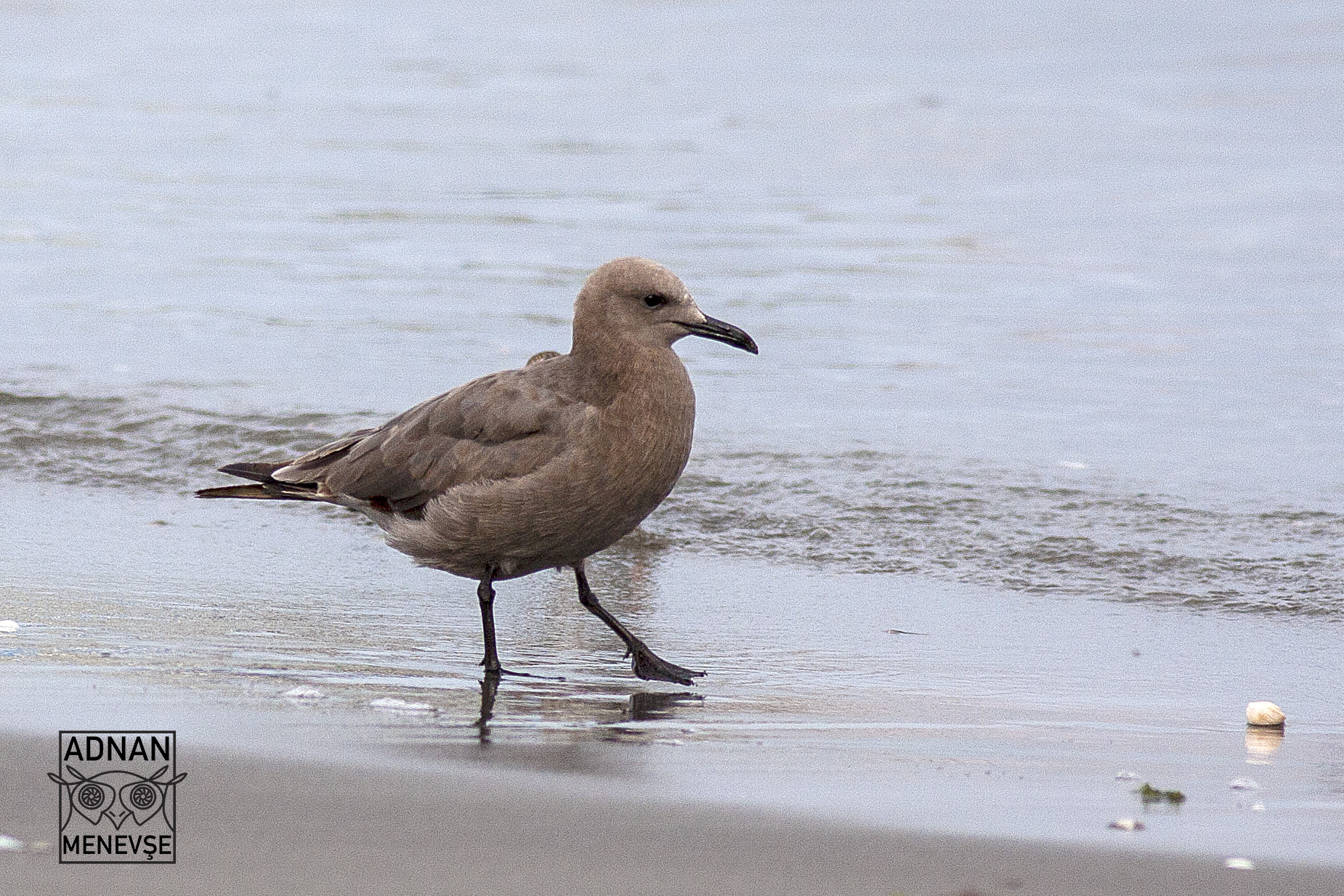 Gray Gull — Ana fotoğraf